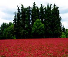 Oregon Clover - Nitrogen Fixing